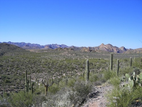 A vast desert landscape with cacti, shrubs, and distant mountains under a clear blue sky.