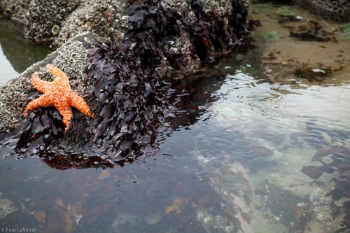 An orange starfish rests on rocky shore covered with dark seaweed, beside calm water reflecting the surroundings.