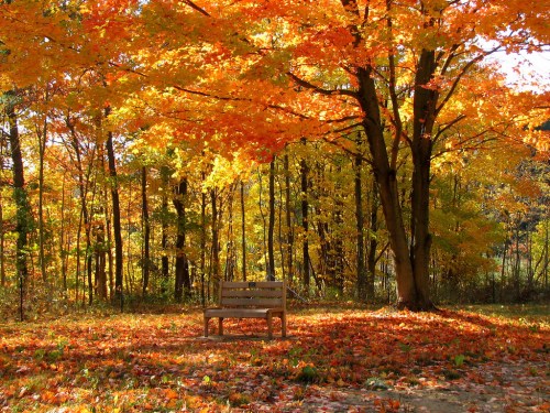 A wooden bench surrounded by vibrant autumn foliage and fallen leaves in a serene forest setting.