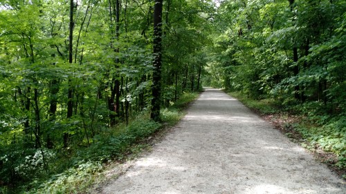 A serene, tree-lined path through a lush green forest, inviting for a peaceful walk or hike.