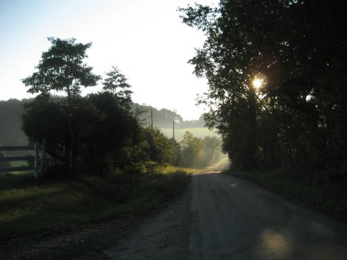 A misty dirt road lined with trees, illuminated by soft morning light, leading into a serene landscape.