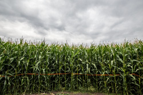 A dense field of tall corn plants under a cloudy sky, with an orange barrier in the foreground.