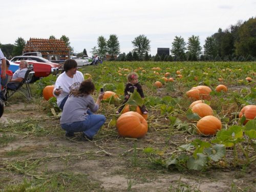A family gathers in a pumpkin patch, examining large pumpkins among green vines on a cloudy day.