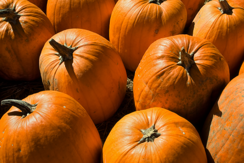 A close-up of several bright orange pumpkins arranged on straw.