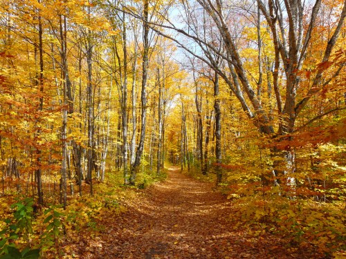 A serene forest path lined with vibrant autumn trees, their leaves in shades of yellow and orange, leading into the distance.
