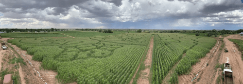 Aerial view of a cornfield with intricate patterns carved into the crops, under a cloudy sky.