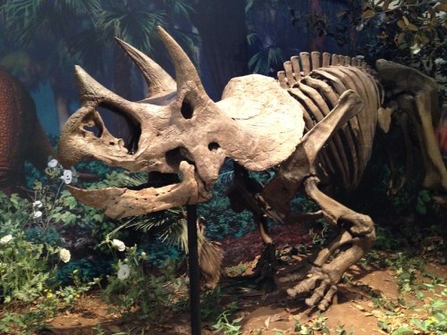 A fossilized skeleton of a triceratops displayed in a naturalistic setting with plants and a forest backdrop.