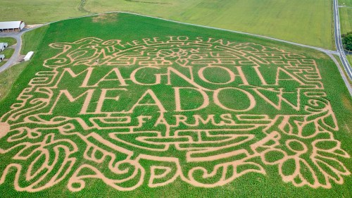 Aerial view of a corn maze featuring "Magnolia Meadow Farms" and decorative designs in green fields.