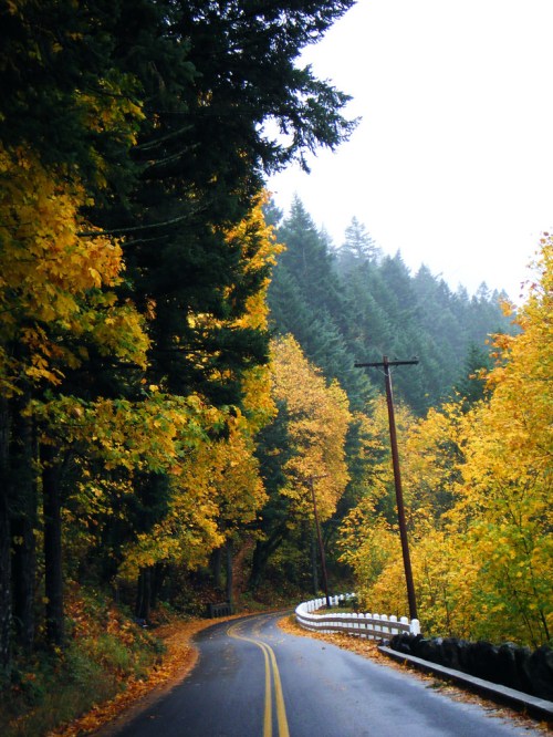 A winding road surrounded by vibrant autumn trees and misty mountains in the background.