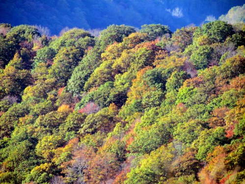 A vibrant forest displaying a mix of green and autumn-colored leaves on rolling hills.