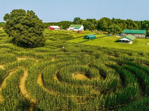 Aerial view of a corn maze surrounded by green fields and farm buildings under a clear blue sky.