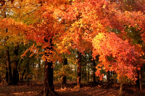 Vibrant autumn foliage with orange and red leaves in a serene forest setting.