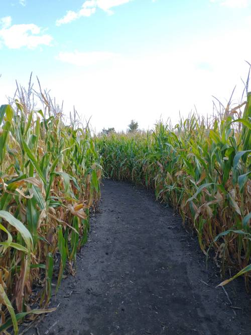 A narrow path winding through tall corn plants under a clear blue sky.