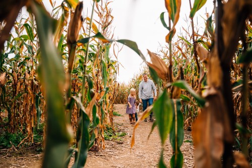 A child and an adult walk through a cornfield, surrounded by tall, green and brown corn plants.
