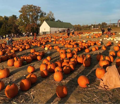 A pumpkin patch filled with numerous orange pumpkins under a clear sky, with people picking pumpkins in the background.