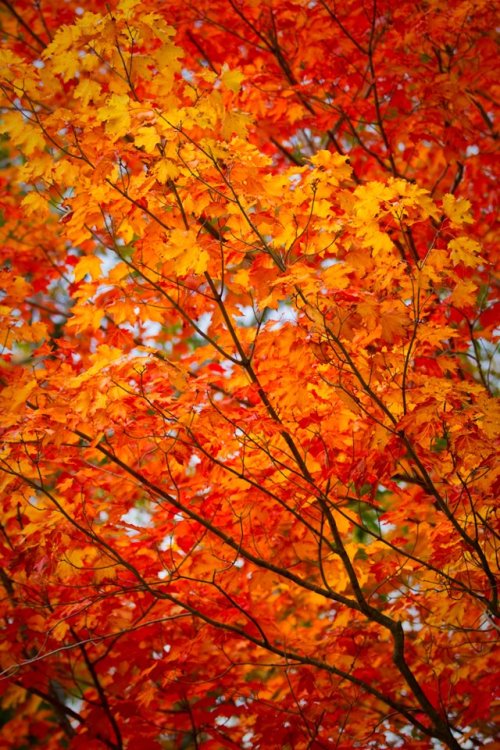 Vibrant autumn leaves in shades of orange and yellow against a blurred background.