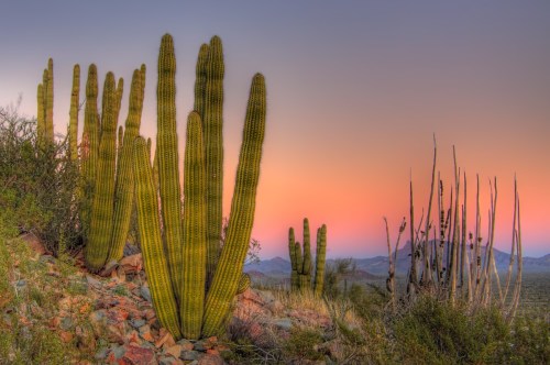 A desert landscape featuring tall cacti against a colorful sunset sky, with rocky terrain and distant mountains.