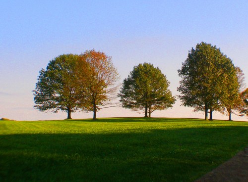 Four trees with varying foliage stand on a grassy hill under a clear blue sky.