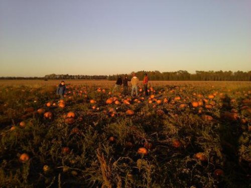 People walking through a pumpkin field at sunset, surrounded by numerous pumpkins and green vines.