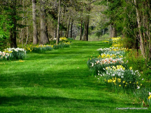 A lush green pathway lined with blooming flowers and trees, creating a serene and inviting natural scene.