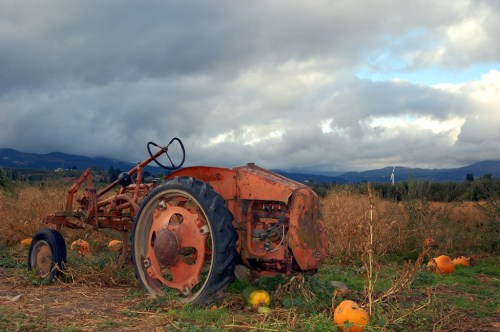 An old orange tractor sits in a pumpkin field under a cloudy sky, surrounded by tall grass and scattered pumpkins.