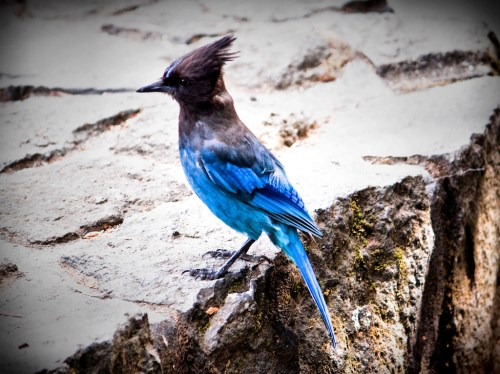 A vibrant blue and brown bird perched on a rocky surface, showcasing its striking plumage.