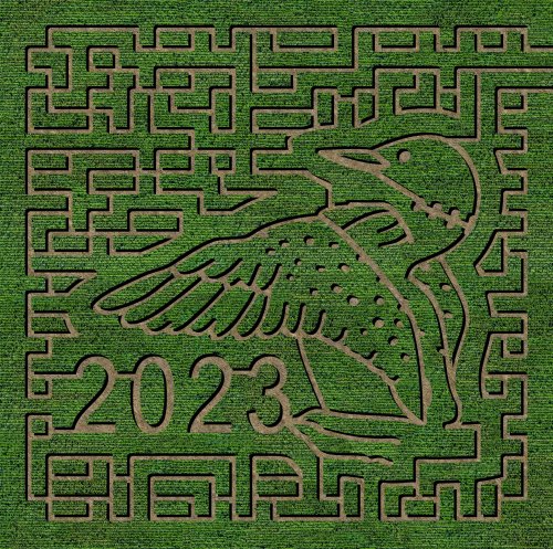 Aerial view of a green maze featuring a bird design and the year "2023" carved into the grass.