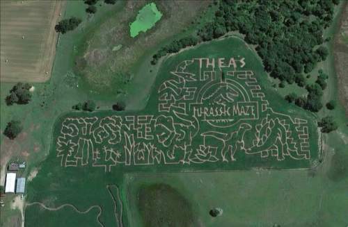 Aerial view of a corn maze shaped like dinosaurs, labeled "Jurassic Maze," surrounded by green fields and trees.