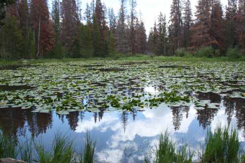 A serene pond covered in lily pads, reflecting trees and clouds, surrounded by lush greenery and tall pines.