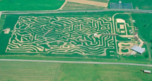 Aerial view of a large corn maze with intricate pathways, surrounded by green fields and a road nearby.