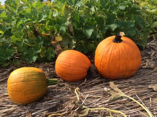 Three pumpkins of varying sizes sit on the ground, surrounded by green leaves and straw.