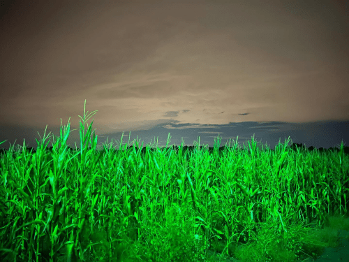 A lush green cornfield under a cloudy night sky, illuminated by a soft, eerie light.