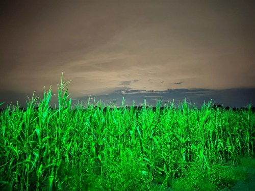 A lush green cornfield under a cloudy night sky, illuminated by a soft, eerie light.