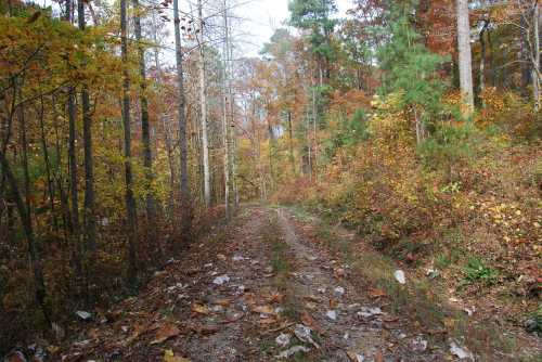 A dirt path winds through a colorful autumn forest with trees displaying vibrant fall foliage.