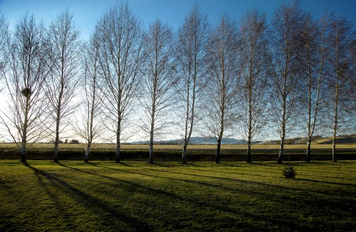 A row of bare trees casts long shadows on a grassy field under a clear blue sky. Mountains are visible in the distance.