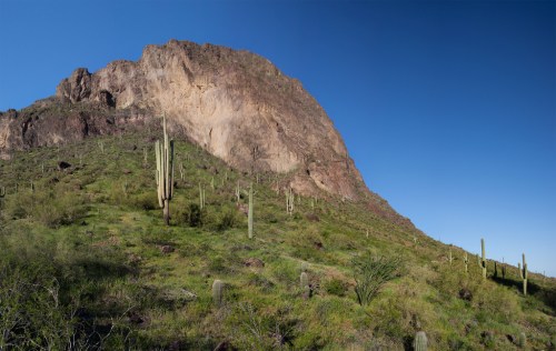 A rocky mountain rises above a green hillside dotted with tall cacti under a clear blue sky.