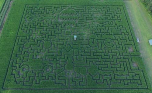 Aerial view of a large corn maze with intricate pathways and designs carved into the green cornfield.
