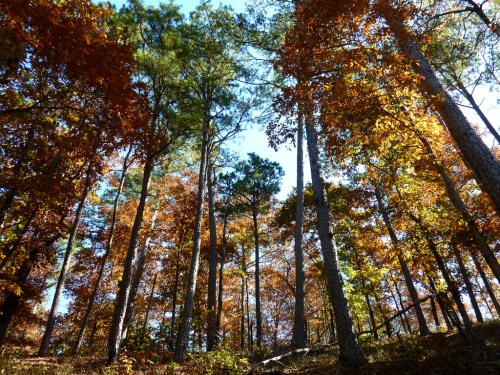 A vibrant forest in autumn, with tall trees displaying colorful orange and yellow leaves against a clear blue sky.