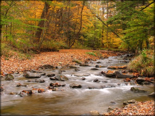 A serene stream flows through a forest, surrounded by vibrant autumn foliage and scattered leaves on the ground.