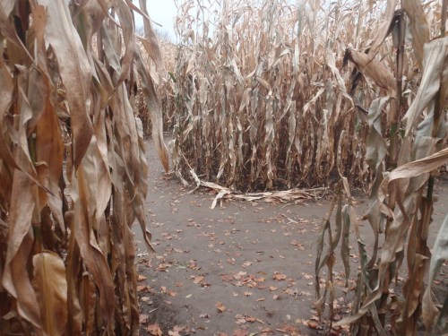 A narrow path through tall, dry corn stalks with fallen leaves on the ground, creating a maze-like appearance.