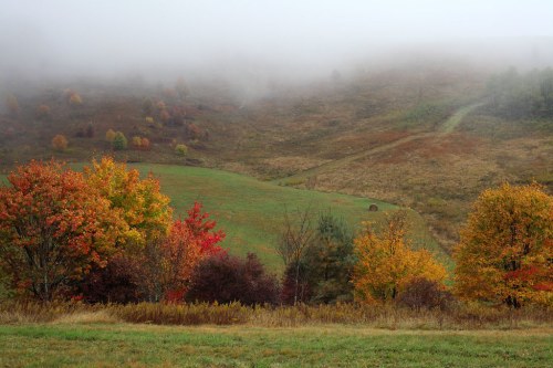 A misty landscape with vibrant autumn trees in shades of red, orange, and yellow, set against a foggy hillside.