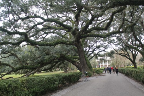 A winding path lined with lush greenery and large, sprawling trees, leading to a distant white building.