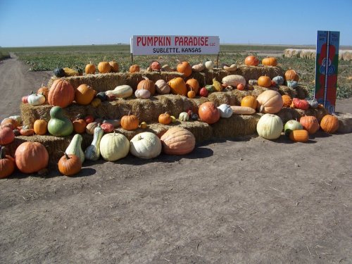 A display of various pumpkins and gourds on hay bales at Pumpkin Paradise in Sublette, Kansas, under a clear blue sky.