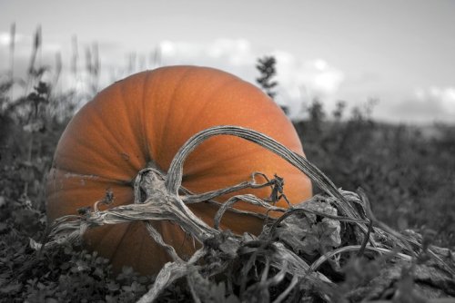 A vibrant orange pumpkin rests on the ground, surrounded by green vines, with a cloudy sky in the background.