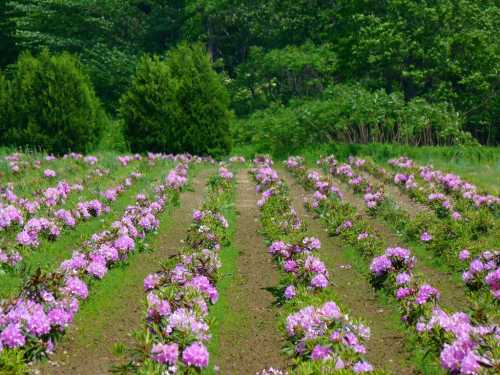 A vibrant field of pink rhododendron flowers in neat rows, surrounded by lush green foliage and trees.