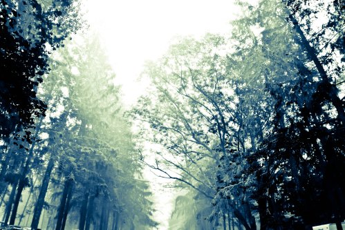 Foggy forest scene with tall trees, creating a serene and mystical atmosphere.