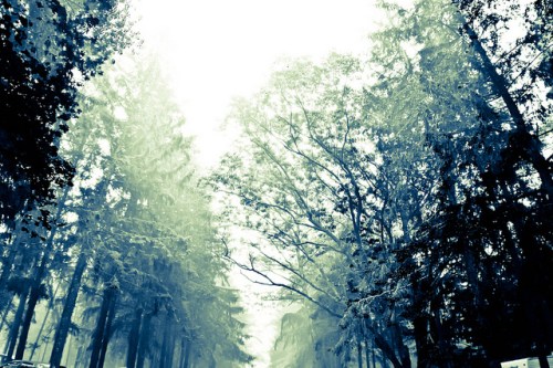 A misty forest scene with tall trees and a soft, ethereal light filtering through the branches.