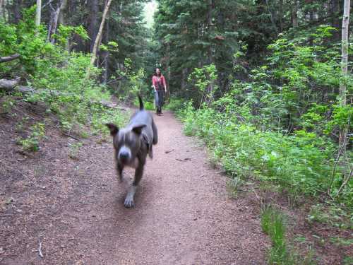 A person walks a bike on a forest trail while a dog runs towards the camera, surrounded by greenery.