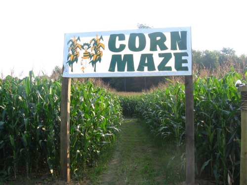 Sign for a corn maze surrounded by tall corn plants, with a pathway leading into the maze.