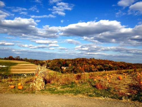 A scenic view of a pumpkin patch with rolling hills and colorful autumn foliage under a blue sky with fluffy clouds.